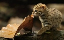 世上最小猫咪锈斑豹猫  萌是表象  逮松鼠抓兔子  一顿吃半斤肉