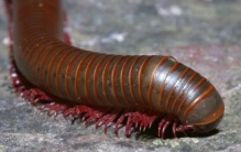 世界上腿最多的动物，千足虫有750条腿（身长只有3厘米）