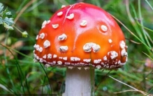 世界十大毒蘑菇：白毒鹅膏菌排第三，死亡帽排第一