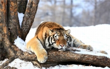 世界上最厉害的老虎是什么 东北虎（最大猫科动物）