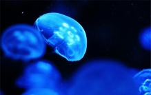 世界上最特别的水母是什么 桃花水母（外形像桃花一样）