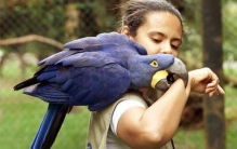 世界上毒性最强的蛙，桶头蛙（一克毒液杀死80个成年人）