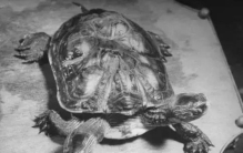 上世纪家长的奇闻异事作文,家族的奇闻趣事