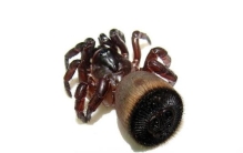 金钱活板门蛛「土豪还不一定有金钱活门蛛」