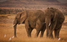 世界上有史以来最大的动物是什么,目前世界上最大的动物是啥