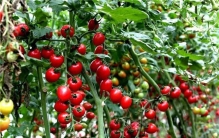 世界上最小的番茄是什么 千禧果（营养价值高）