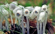 冥界之花水晶花,水晶兰为何被称为死亡之花