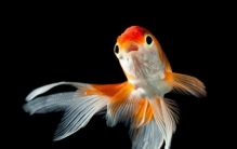 适合新手养殖的三种冷水观赏鱼我们应该如何选择饲养,哪种观赏鱼适合新手养