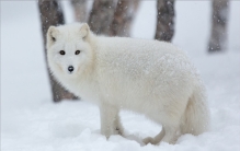 世界上最漂亮的狐狸 北极狐（外表可爱美丽）