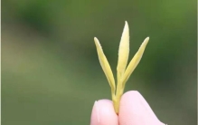 黄金芽是黄茶吗这个茶叶品种怎么样,怎样鉴别黄金芽茶叶的好坏