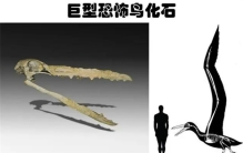 科学家在南极发现了巨型恐怖鸟化石，来自南极洲的5个奇怪发现