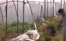 瓜农被偷走上万斤西瓜 却被认为不属偷窃（偷窃行为）