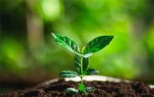 月球种菜已经失败 如何发展月球农业（月球农业）