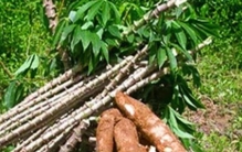 木薯有毒吗有人说木薯不能随意食用这是真的吗,木薯有危害嘛