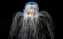 世界上最长寿的十种动物排名:第一返老还童(无限分裂)