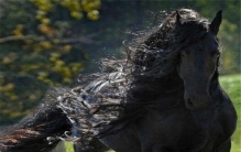 揭秘世界最帅马 佛理斯的腓特烈二世（皮毛油光发亮）