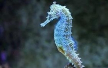 世界上游得最慢的鱼：海马，每分钟只能游1到3米