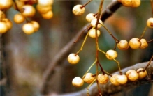 世界上最毒的植物排行榜 念珠豌豆外表皮坚硬毒素很大