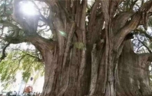 世界上第二古老的树 塞意阿巴库树（4000年历史）