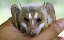 世界上最大最可爱的果蝠 飞狐（长相可爱酷似狐狸）