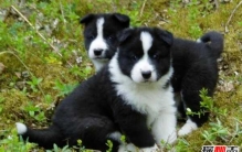 世界上10大最珍贵的狗品种 藏獒第八,第五寿命长达14岁