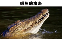 动物对人类的袭击有多可怕 5个世界各地的动物袭击事件