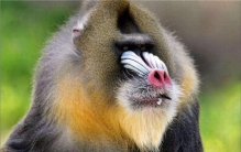 世界上最大的苍蝇是什么 大虻（身体肮脏带病毒）