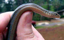 秦岭的蛇种类,蝮蛇 种类