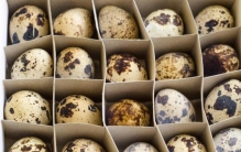 鹌鹑能下几年蛋,鹌鹑60天了还没下蛋