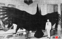 鹰的祖先阿根廷巨鸟，堪比飞机的史前猛禽(翼展7米)