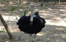 鸸鹋和鸵鸟的区别是什么,鸸鹋vs鸵鸟