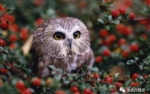 猫头鹰吃什么食物它们主要以鼠类为食,猫头鹰吃什么食物好看