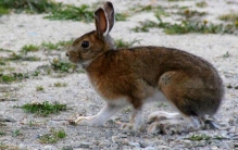 白靴兔：世界上最会变色的兔子（夏天褐色冬天变白色）