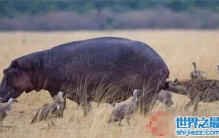 专掏动物的肛门的鬣狗掏肛，肛门旁的肉最嫩