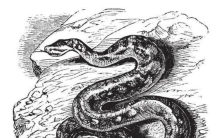 传说中的生物龙的进化七个阶段是什么,龙的进化七个阶段完整版