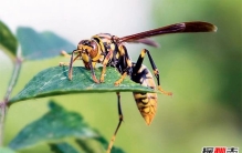 世上壳最硬的蜗牛：鳞角腹足蜗牛子弹都不怕（自带盔甲）