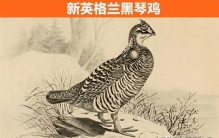 许多已灭绝的动物已复活,即将为科学家复活已经灭绝的动物