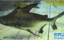 成吉思汗鱼怎么养好，鱼缸的选择和摆放很重要(招财)