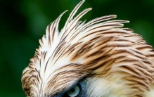 现今地球上最大的鹰，菲律宾食猿雕(翼展2.5米专杀猿猴)