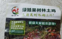 三亚果林土鸡现状「半亩地养鸡大赚40万」