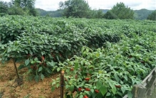 世界上最奇特的16种辣椒 卡罗莱纳死神辣度很强吃了喷火