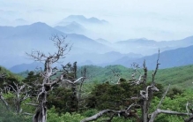 民间故事怪鸟传说简介,民间故事传说怪鸟报恩