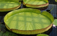 世界上叶片最大的水生植物 王莲（一种睡莲科植物）