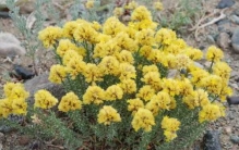 世界上最强大的生物:第三永生 第一能抗自重的1180倍力