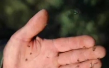 震惊|新疆兵团第十师北屯蚊虫肆虐一巴掌能拍死40只