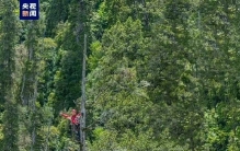 真·参天大树！藏南亚洲最高树等身照超长图