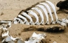 起底昆仑山地狱之门事件，专家被击晕尸骨遍地