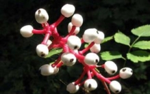 世界上最像眼球的植物：白色类叶升麻(酷似死人眼球)