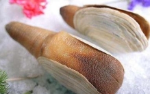 象拔蚌有什么功效(吃饱的好处)