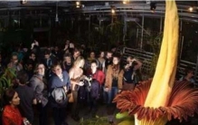 世界上最大的花，尸香魔芋花(保护尸体不腐烂/最臭的花)